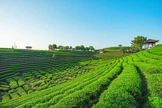 高山茶场