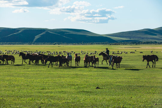 夏季草原牧场骑马放牧