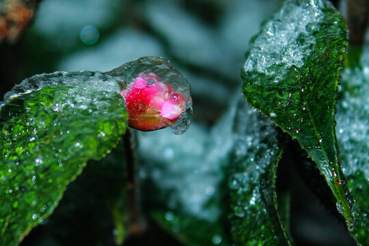 冬日冰雪下的鲜花绿草