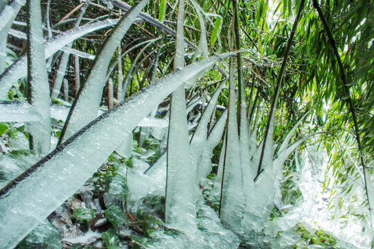 冬日冰雪下的翠竹唯美