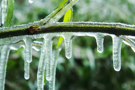 冬日冰雪下的翠竹唯美