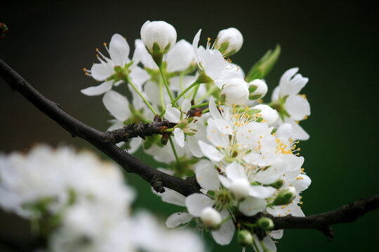 李子花