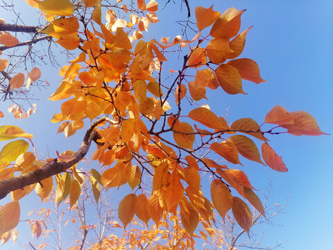 秋叶天空