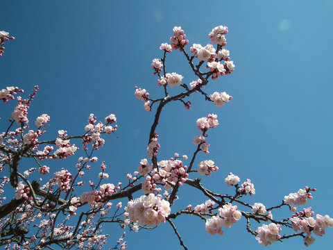 桃花正盛