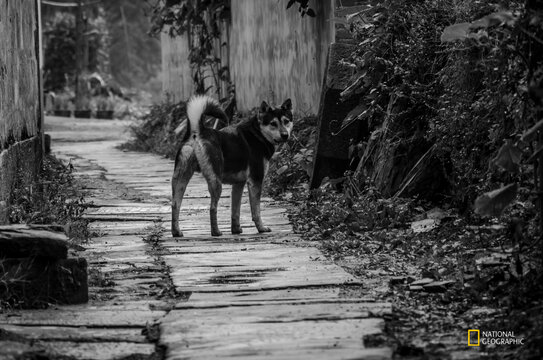 中华田园犬