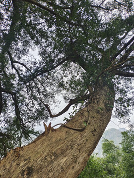 千年香榧树