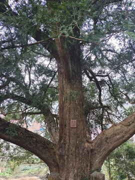 千年香榧树
