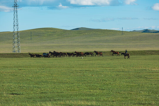 夏季丘陵草原放牧马群