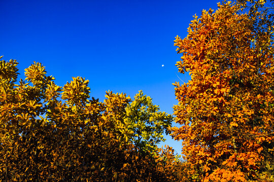 秋季柞树蓝天