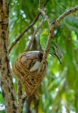椰壳鸟巢边的虎皮鹦鹉