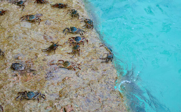 海边礁石上的一群螃蟹