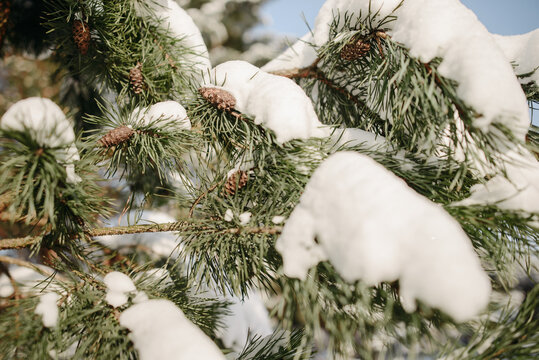 积雪覆盖在松树枝上