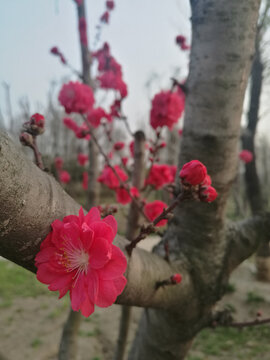 桃花争春