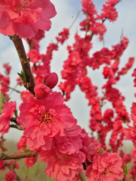 桃花蕊与花