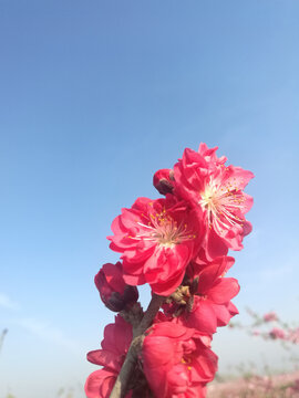 桃花蕾花向阳笑