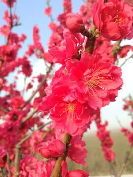 桃花蕾花相伴