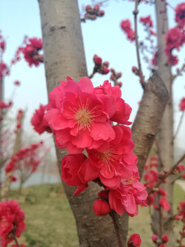 桃花花与枝