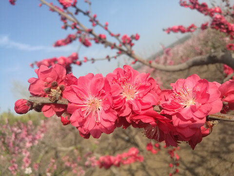 桃花向阳开