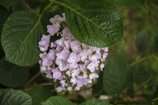 绣球花