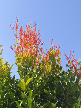 红鳞蒲桃树