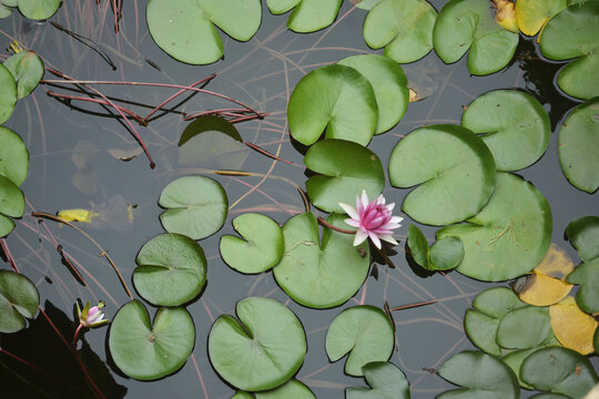 睡莲花开