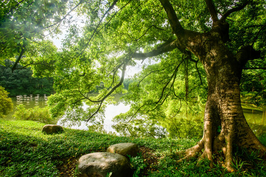 阳光绿树背景