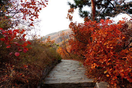 北京香山