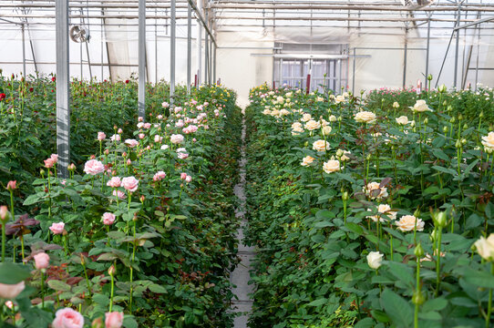 温室玫瑰花种植