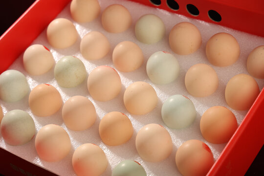 农家鸡蛋