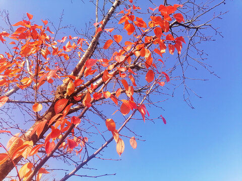 蓝天红叶