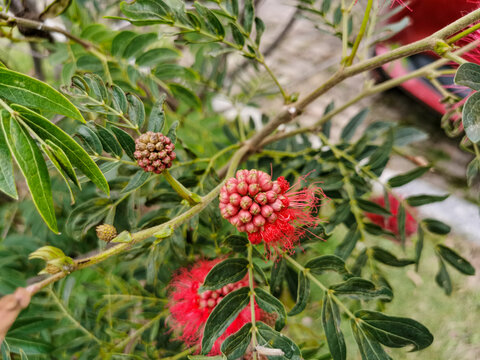 红合欢花果