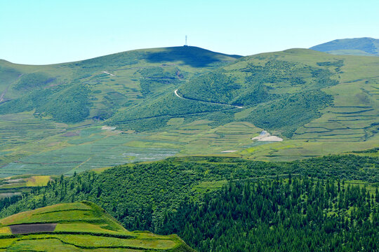 青山植被