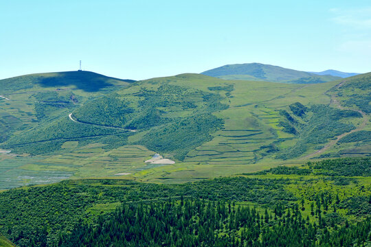 青山植被松树林