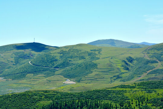 青山植被松树林