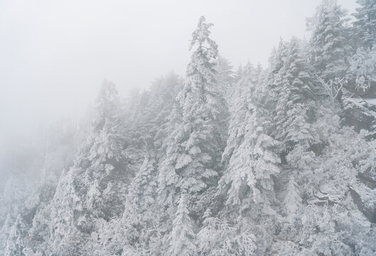 四川川西冬季森林雪景