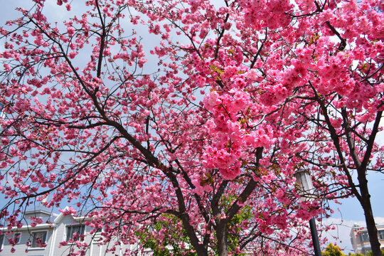 小区樱花