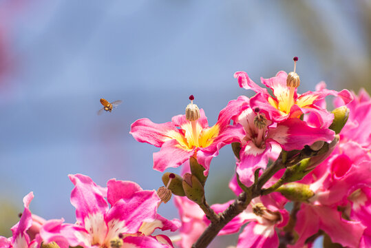 异木棉花朵与蜜蜂
