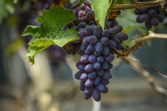 新品种葡萄