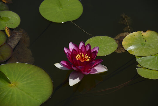 清雅莲花