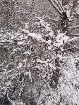 公园雪景