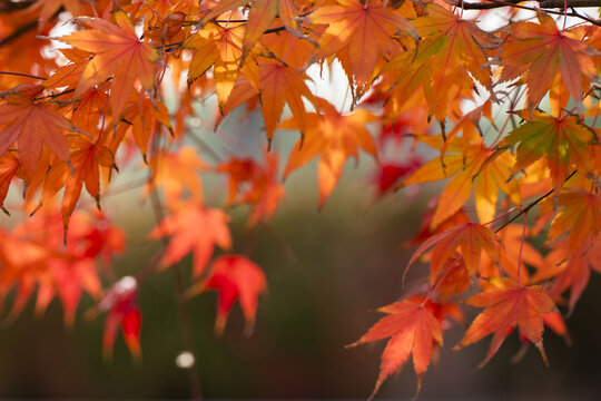 秋色枫叶