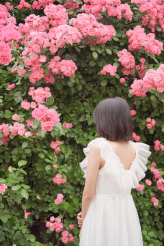 夏至夏季蔷薇花