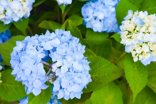 盛夏绣球花