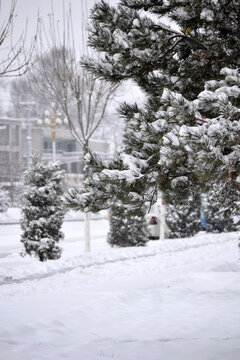 雪景