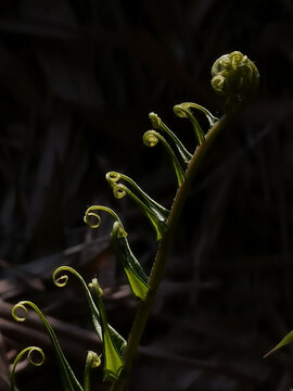 风尾蕨黑背景绿植光景