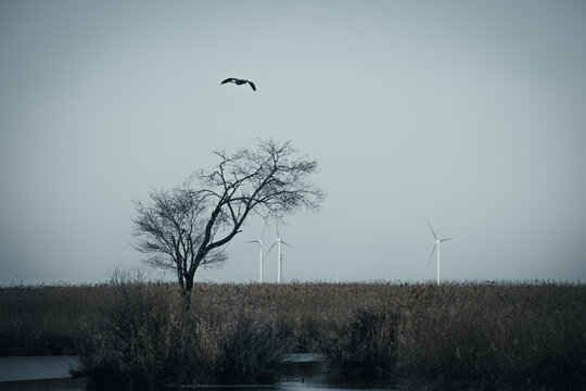 天津七里海生态保护湿地的候鸟