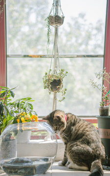 摆满植物的窗台上的猫