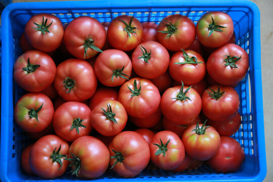 装框的西红柿