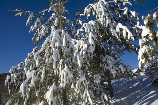 大雪压青松