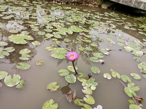 莲池睡莲